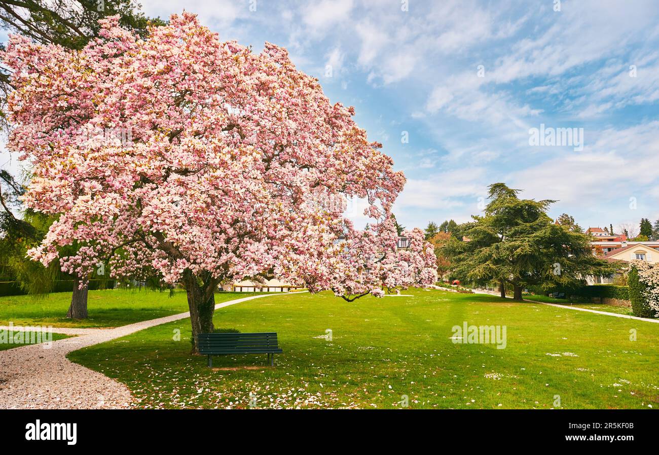 Magnolia tree bench hi-res stock photography and images - Alamy