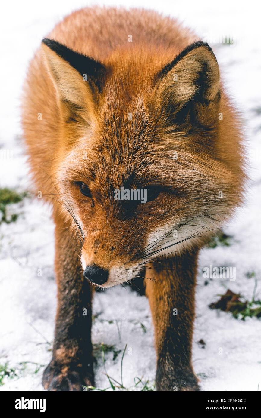 Intense and piercing, the close-up reveals the captivating gaze of the red fox. Its fiery eyes reflect a blend of curiosity and caution, while its int Stock Photo