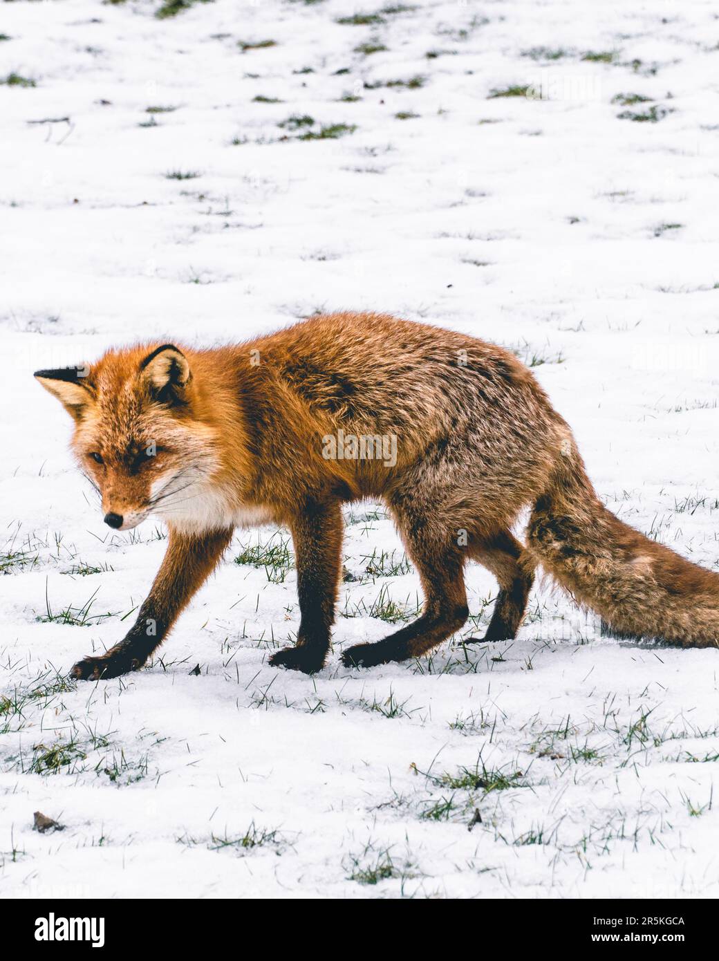 A vibrant red fox gracefully treads upon a pristine blanket of snow, leaving behind delicate imprints. Its fur contrasts against the wintry backdrop, Stock Photo