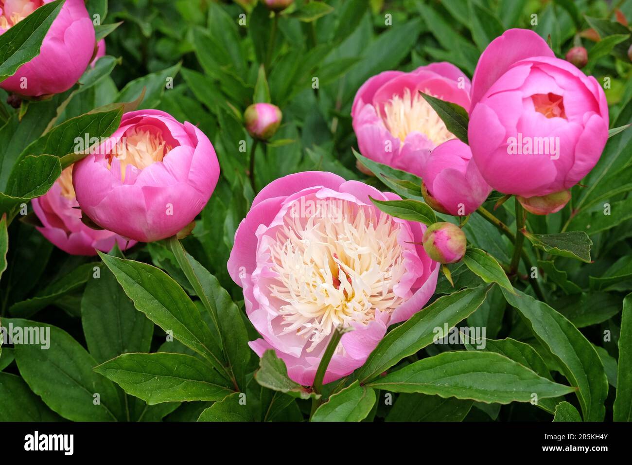 Peony Lactiflora Bowl Of Beauty In Flower Stock Photo Alamy