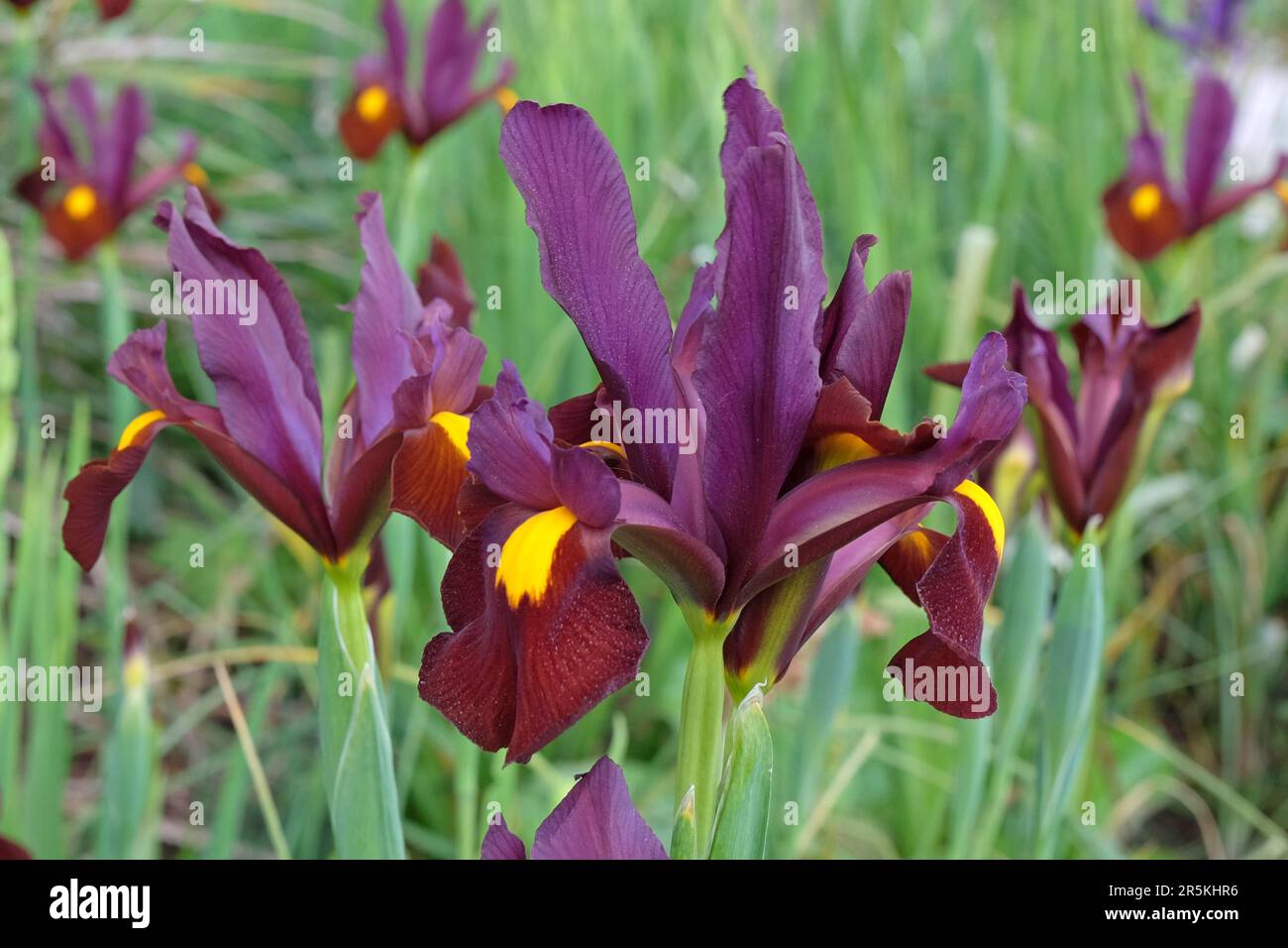 Dutch iris red ember hi-res stock photography and images - Alamy