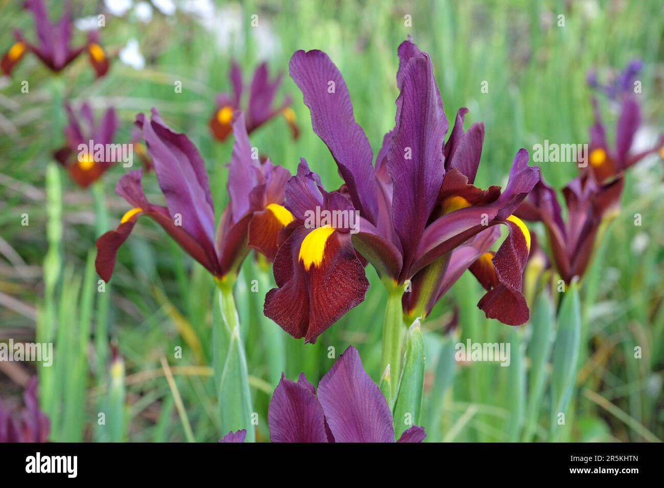 Dutch iris red ember hi-res stock photography images - Alamy