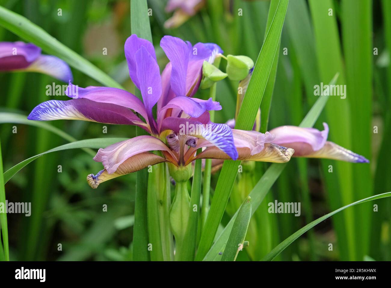 Grass leaved iris in flower. Stock Photo