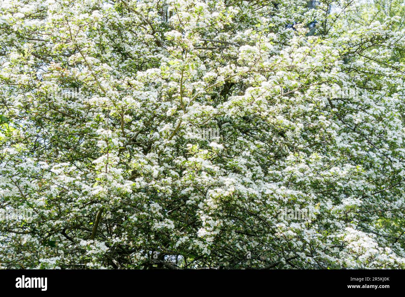 A hawthorn tree in full bloom in May, London, UK Stock Photo
