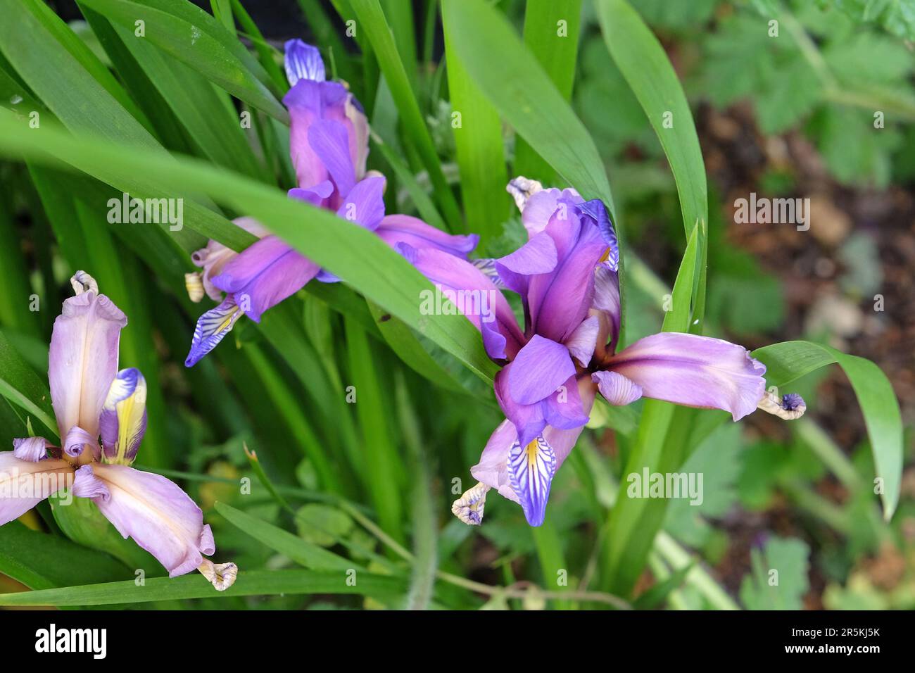 Grass leaved iris in flower. Stock Photo
