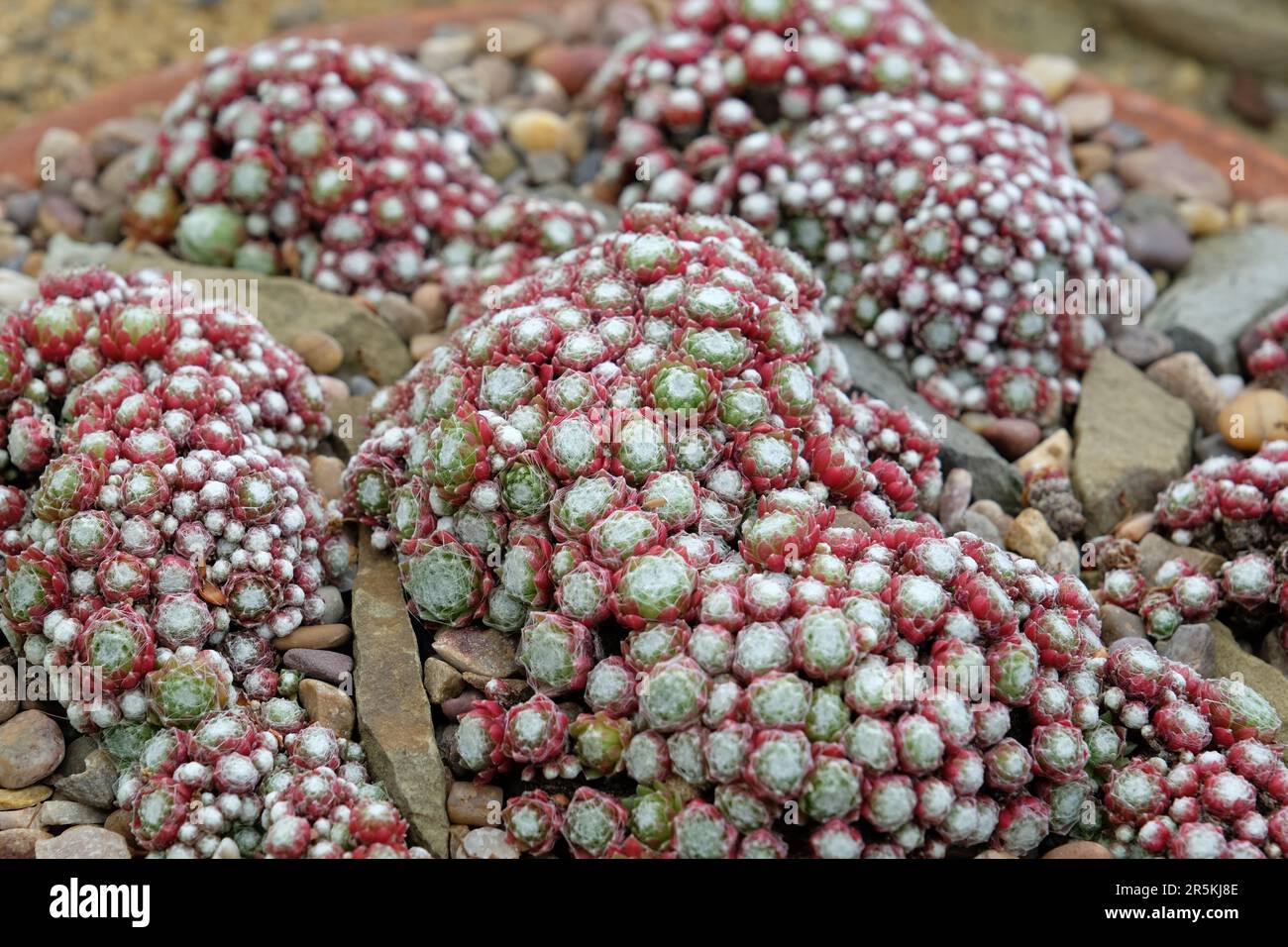 Mat forming Sempervivum arachnoideum, or cobweb houseleek Stock Photo