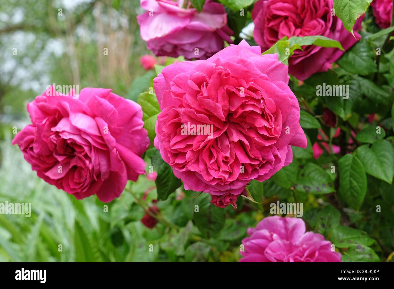 Lycidas flower hi-res stock photography and images - Alamy