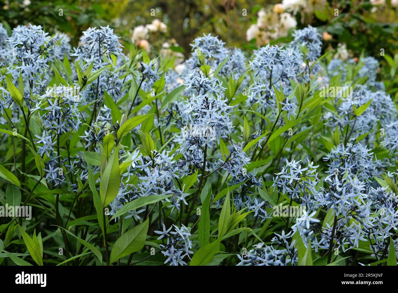 Amsonia orientalis, also known as Blue Star, in flower. Stock Photo