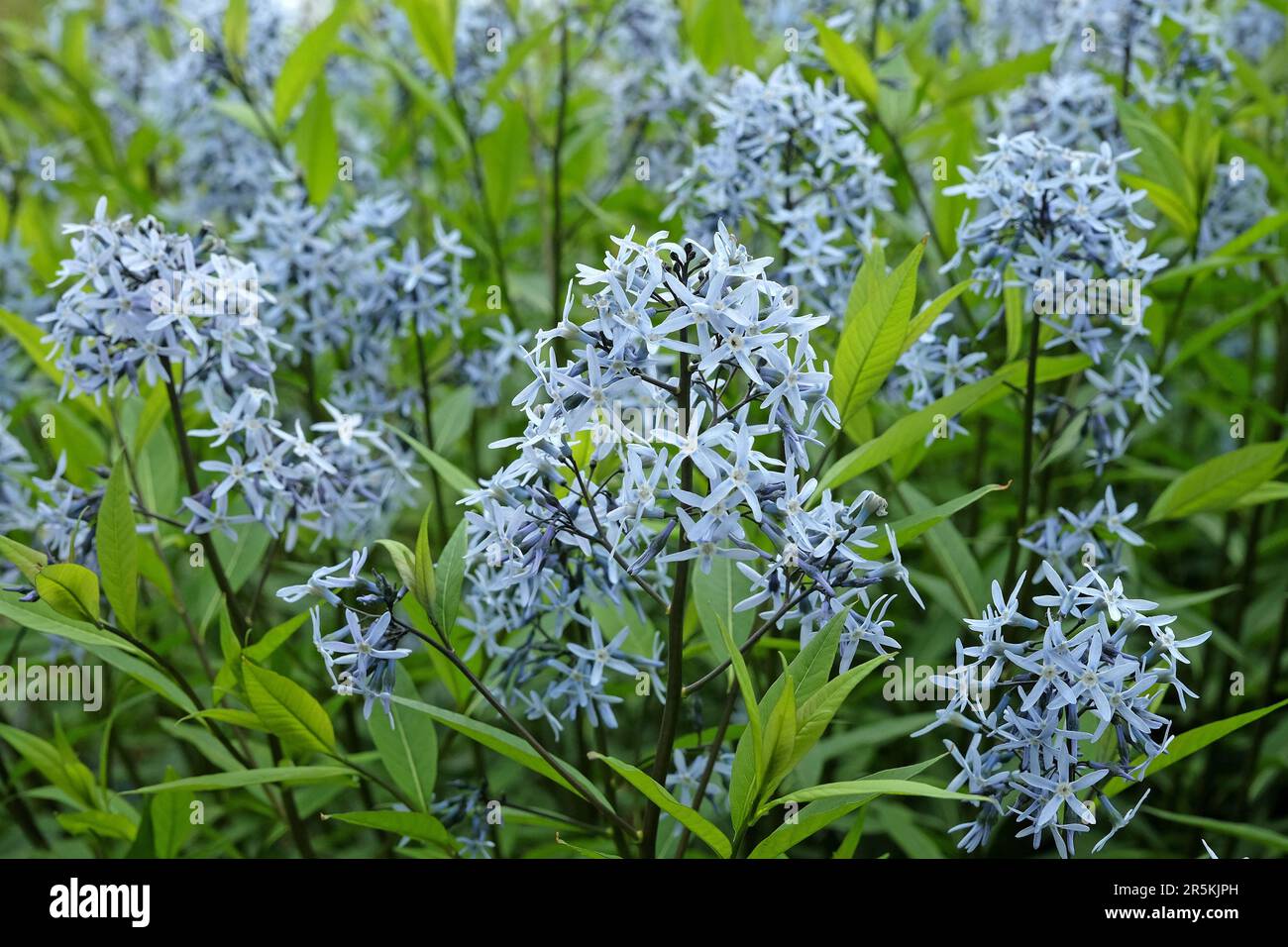 Amsonia orientalis, also known as Blue Star, in flower. Stock Photo