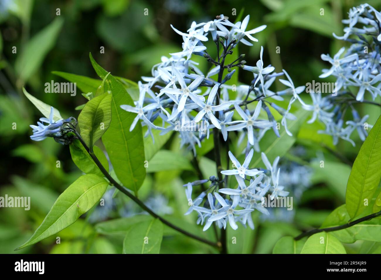 Amsonia orientalis, also known as Blue Star, in flower. Stock Photo