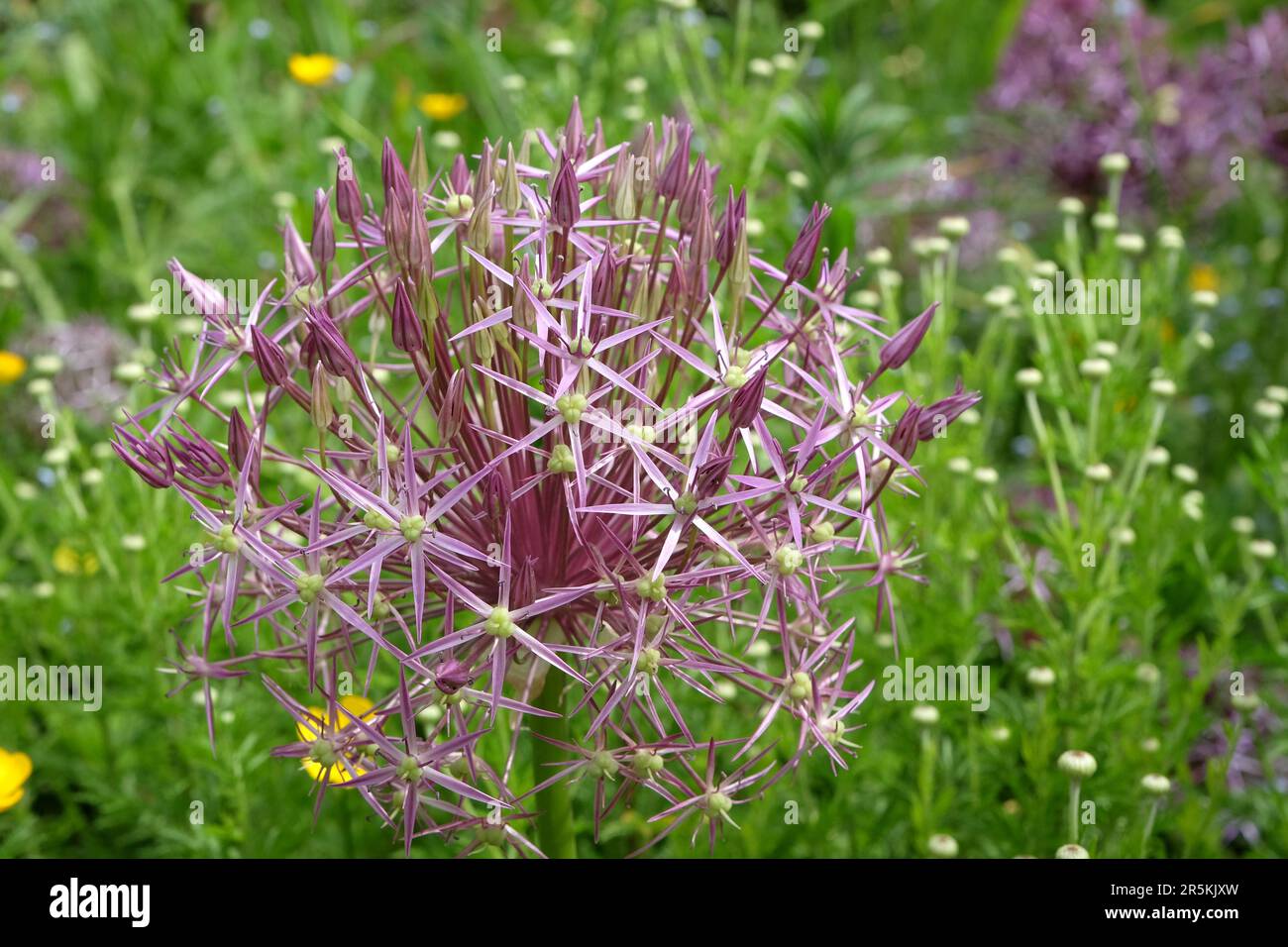Allium cristophii, the Persian onion or star of Persia in flower. Stock Photo