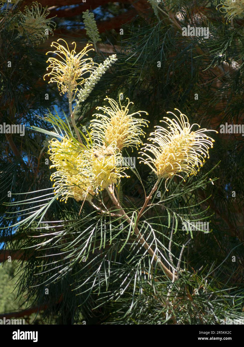 Yellow bottle-brush tree in Bormes les Mimosas, France.  The village is known for its exotic tropical flowers. Stock Photo