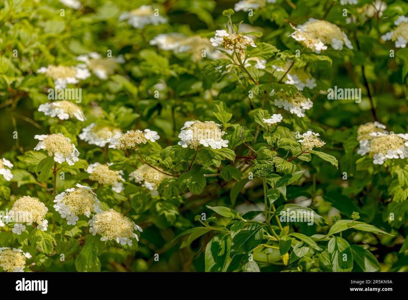 Hydrangea quercifolia, commonly known as oakleaf hydrangea or oak-leaved hydrangea Stock Photo