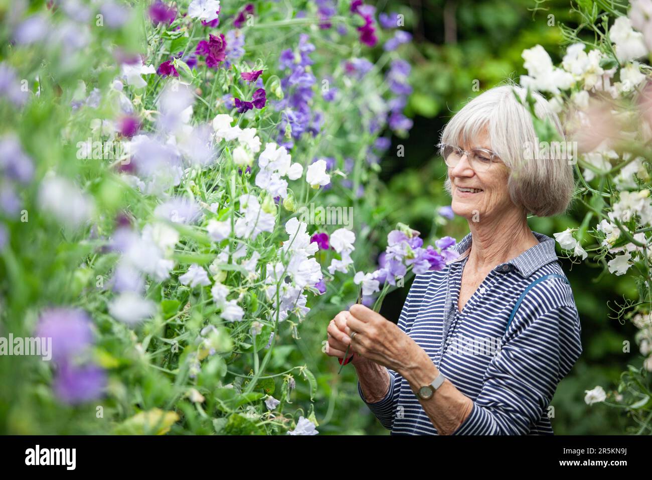 A woman in her 70s picking sweetpea flowers. Anna Watson/Alamy Stock Photo