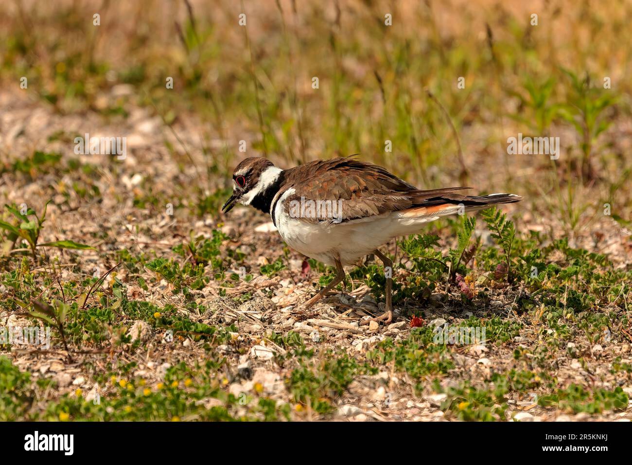 The killdeer (Charadrius vociferus), in very hot weather, the female does not sit, but stands over the eggs and creates a shadow for them Stock Photo