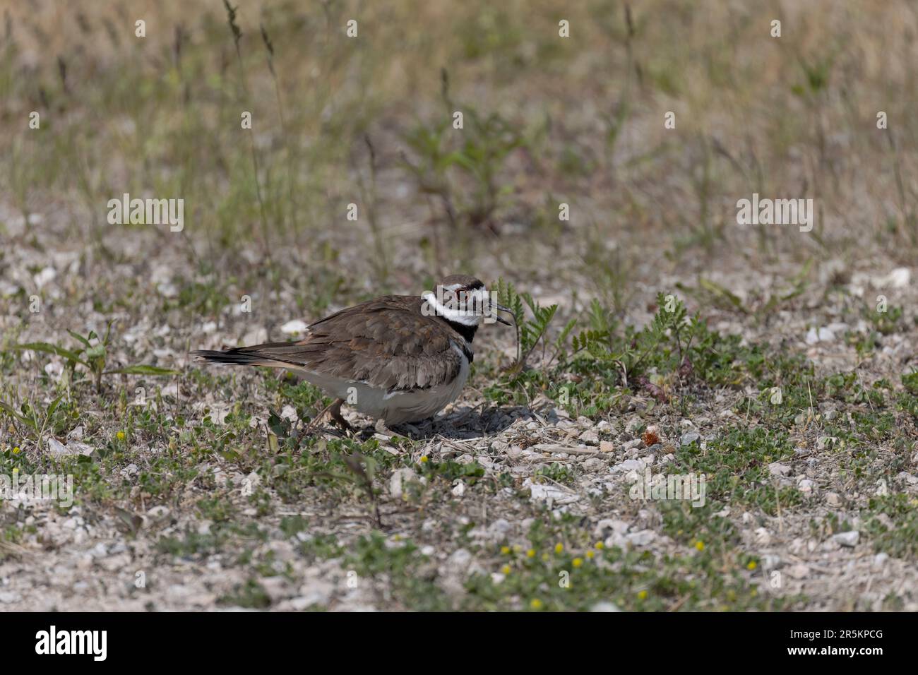 The killdeer (Charadrius vociferus), in very hot weather, the female