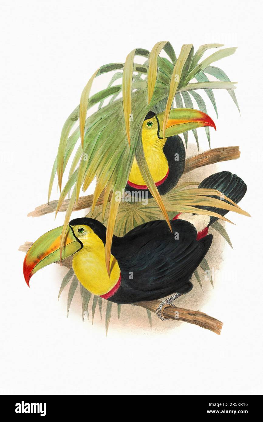Beautiful 19th century Toucans illustration. Colorful tropical birds. Antique zoological illustration. Ca 1850. Stock Photo