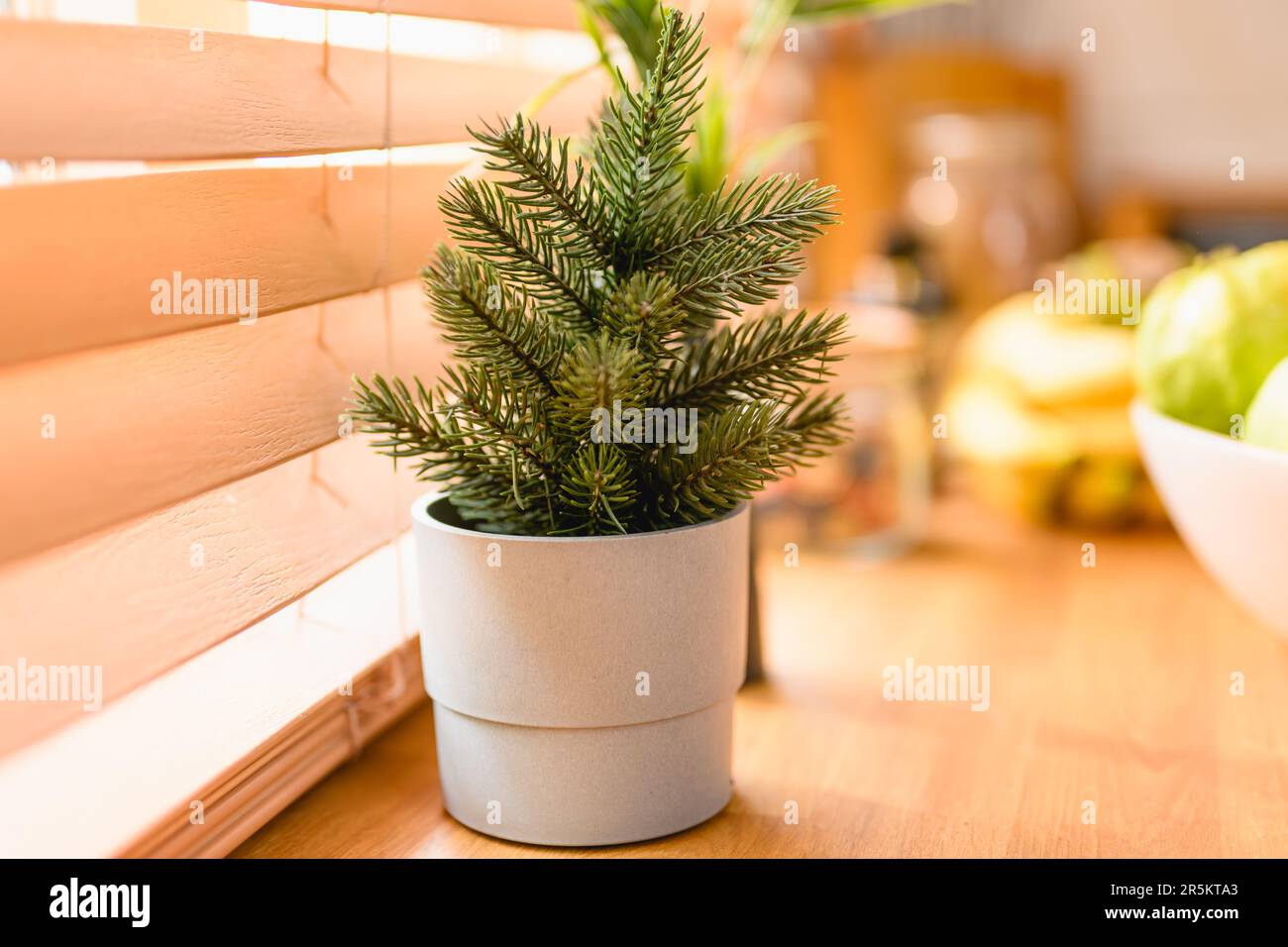 little tree on table. table decoration. little tree decoration at kitchen. Stock Photo