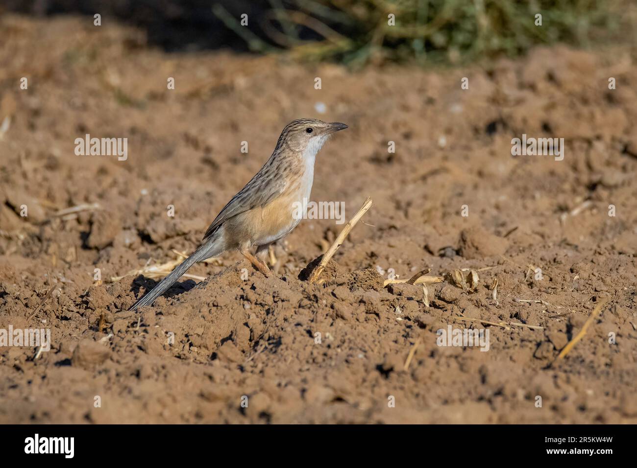 Common Babbler Argya caudata Desert National Park, Jaisalmer County, Rajasthan, India 19 February 2023        Adult        Leiothrichidae Stock Photo