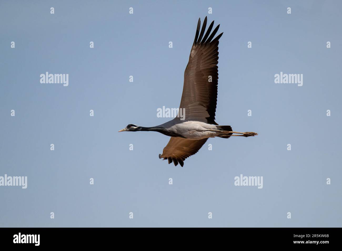 Demoiselle Crane Anthropoides virgo Khichan, Vijaysagar Lake, Jodhpur County, Rajasthan, India 20 February 2023         Adult in flight.    Gruidae Stock Photo