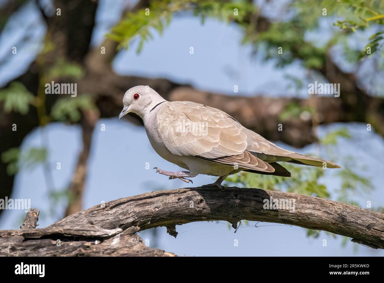 Eurasian Collared-Dove Streptopelia decaocto Keoladeo National Park, Temple Tower, Bharatpur County, Rajasthan, India 15 February 2023       Adult Stock Photo