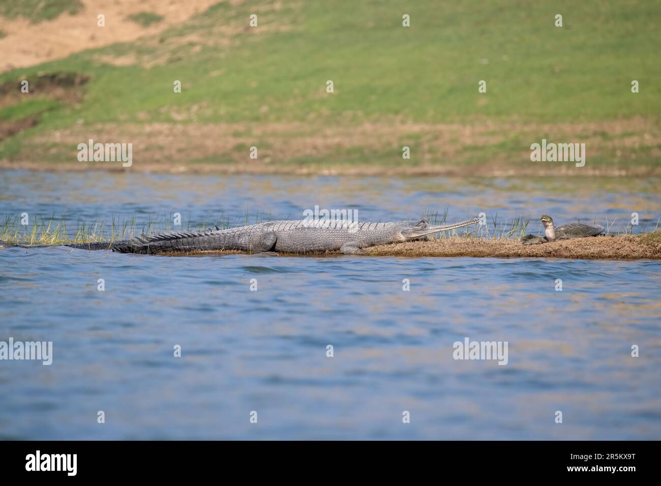 Gharial & Indian Softshell Turtle Gavialis gangeticus & Nilssonia gangetica Chambal River, Uttar Pradesh, India 12 February 2023     Adult          Ga Stock Photo
