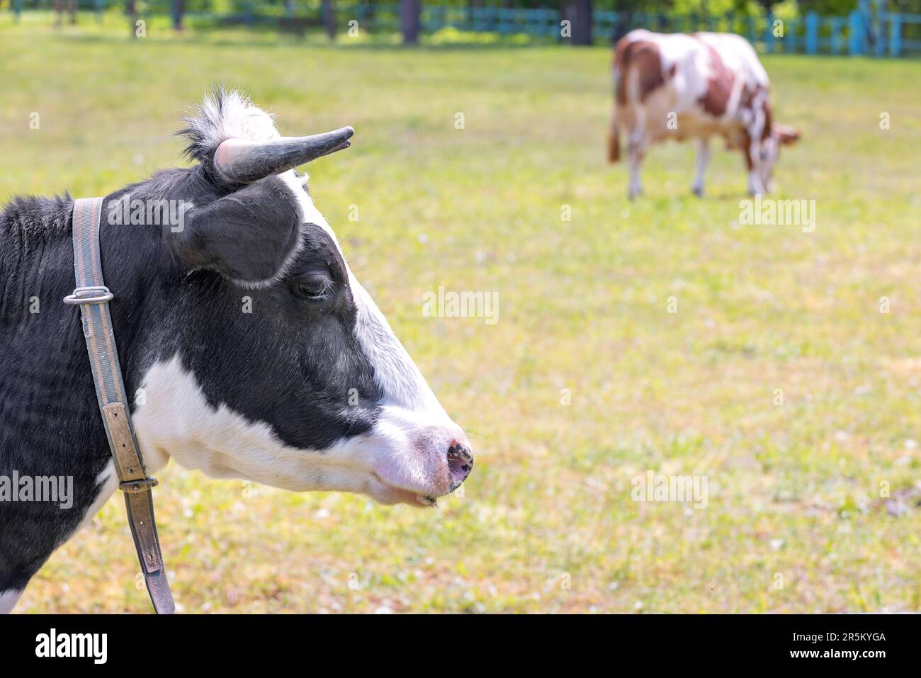 The head of a black and white cow against the background of a green meadow in blur. Copy space. Stock Photo