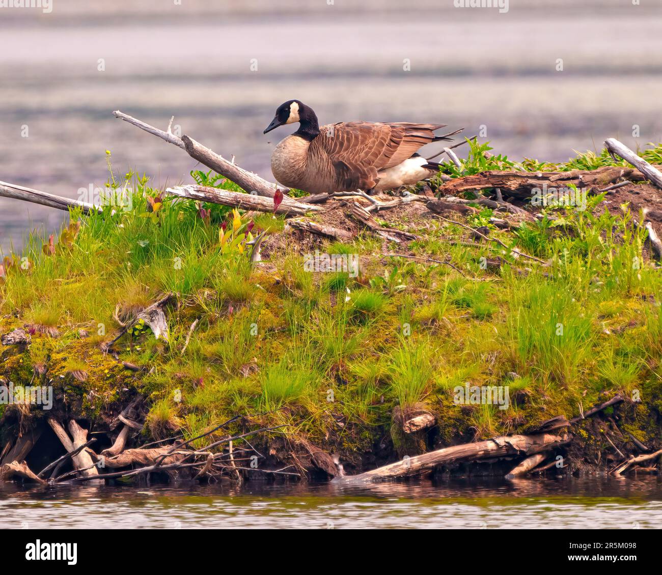 Beaver goose hi res stock photography and images Alamy