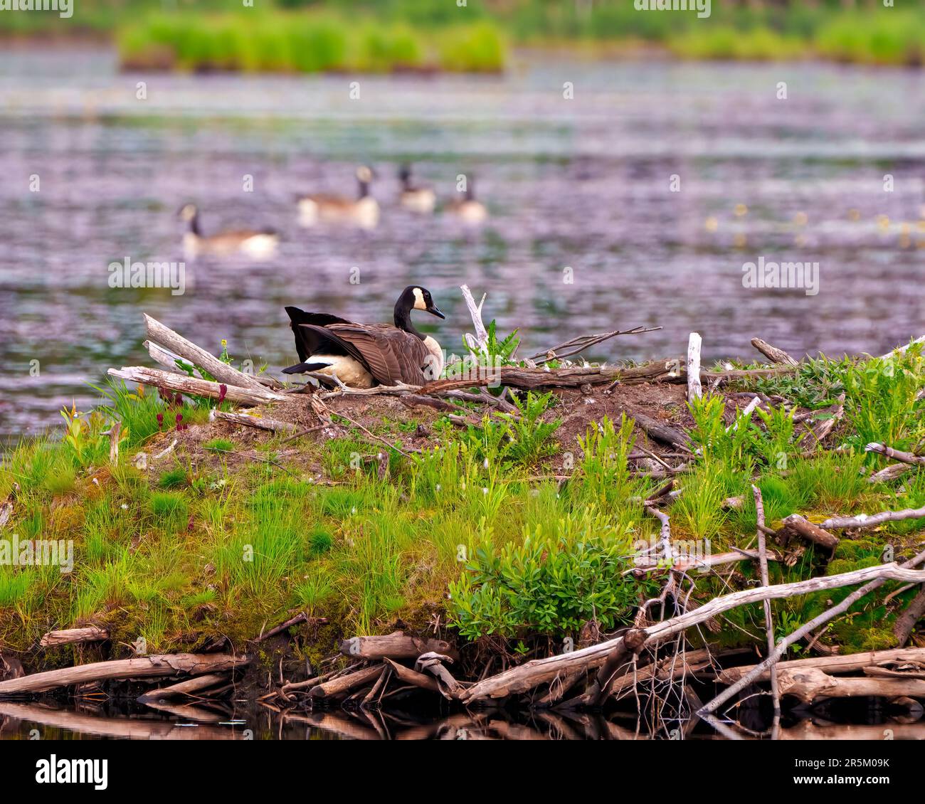 Canada Geese nesting on a beaver lodge for a safe spot to incubate its