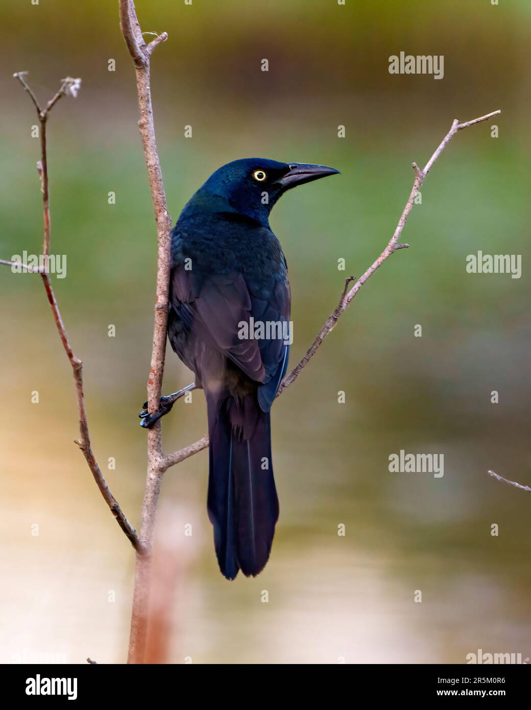 Common Grackle close up rear view perched on a branch in its environment and habitat surrounding with a coloured background. Grackle Picture. Stock Photo