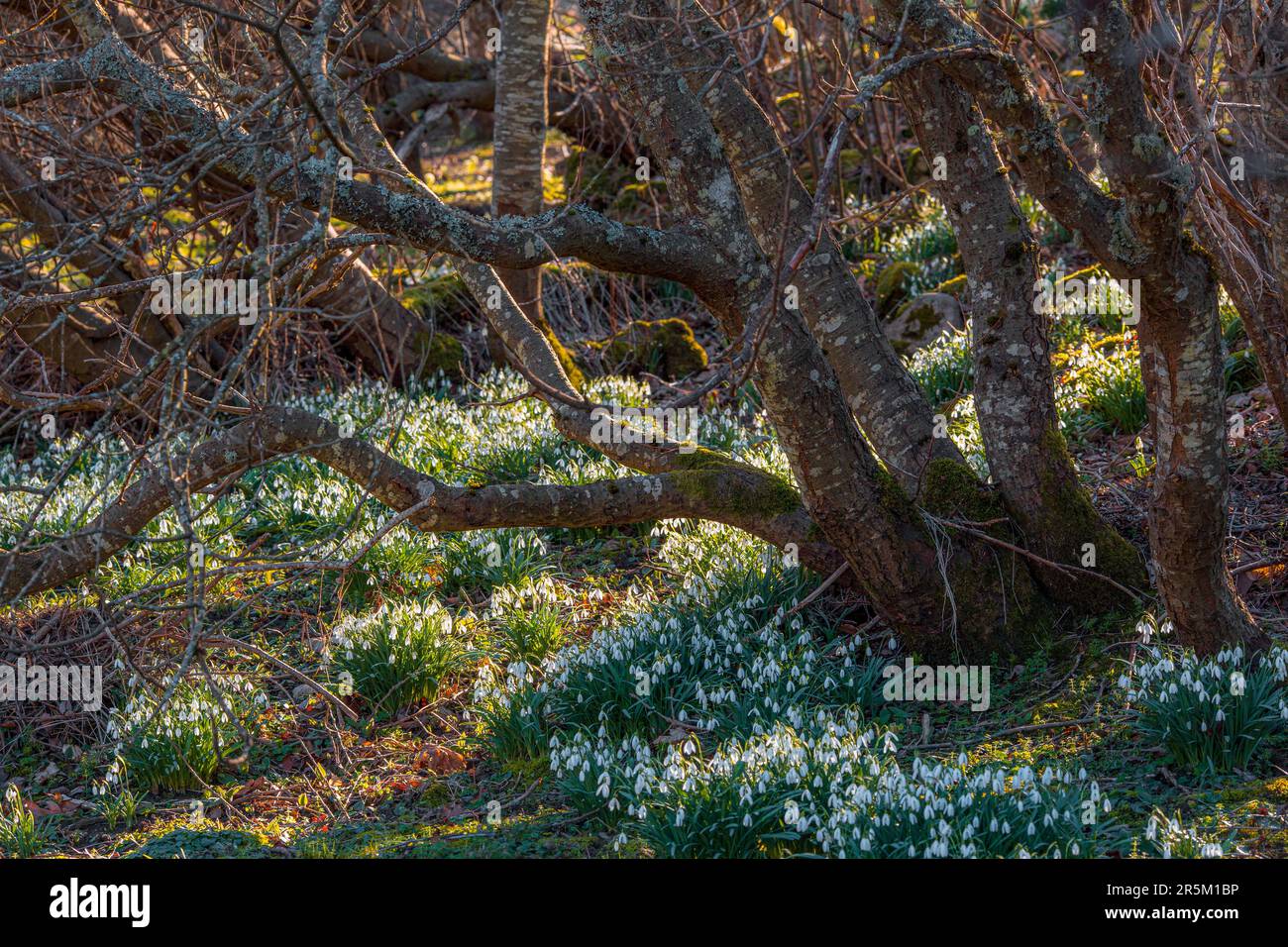 A carpet of snowdrops in full bloom at the edge of a wood Stock Photo