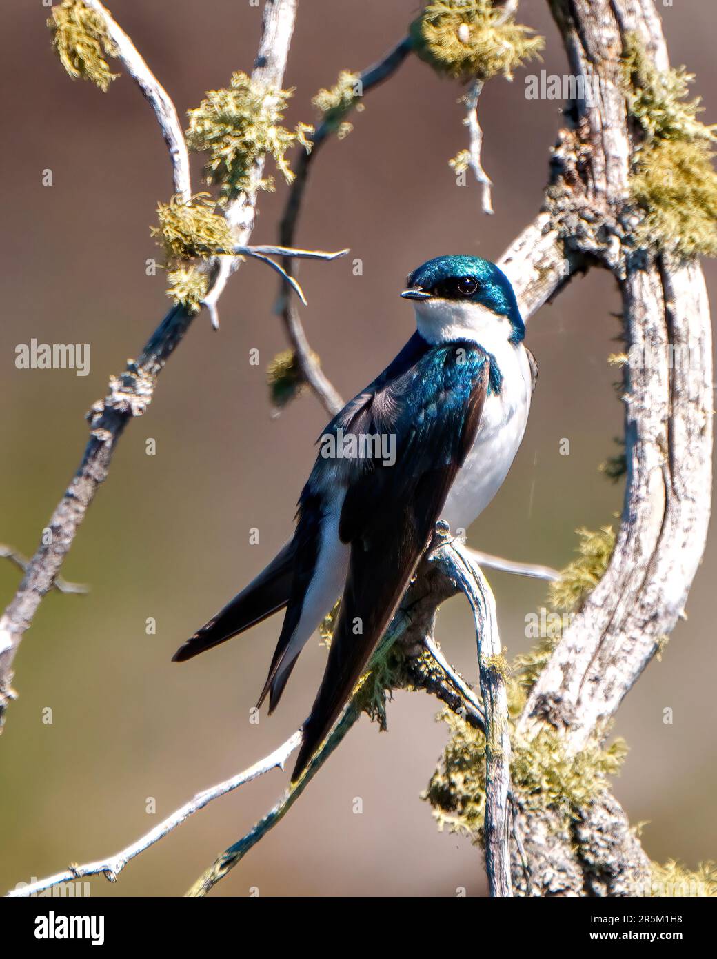 Swallow close-up side view perched on a moss branch with brown background in its environment and habitat surrounding. Stock Photo