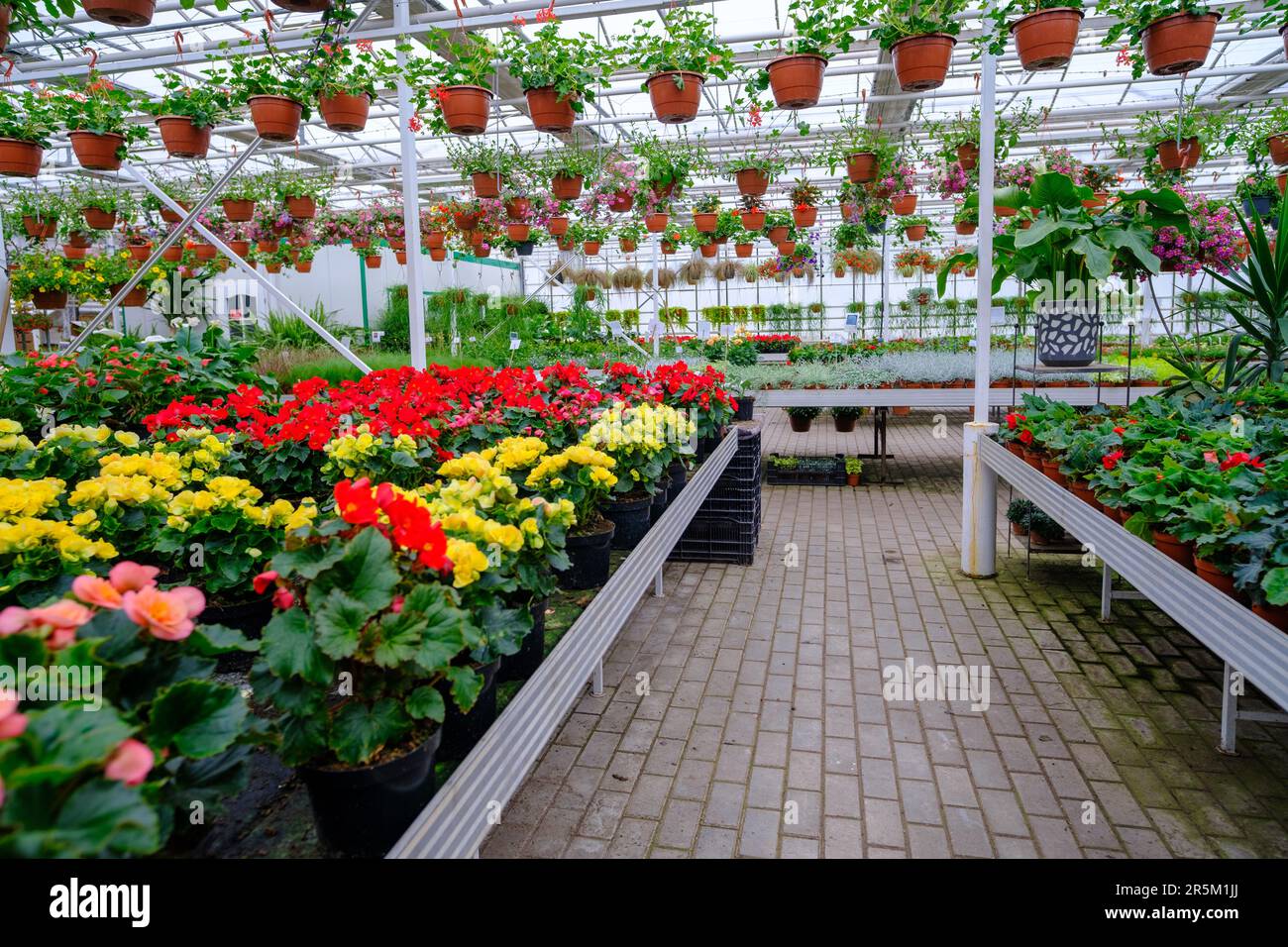 Flowers in a modern greenhouse. Greenhouses for growing flowers