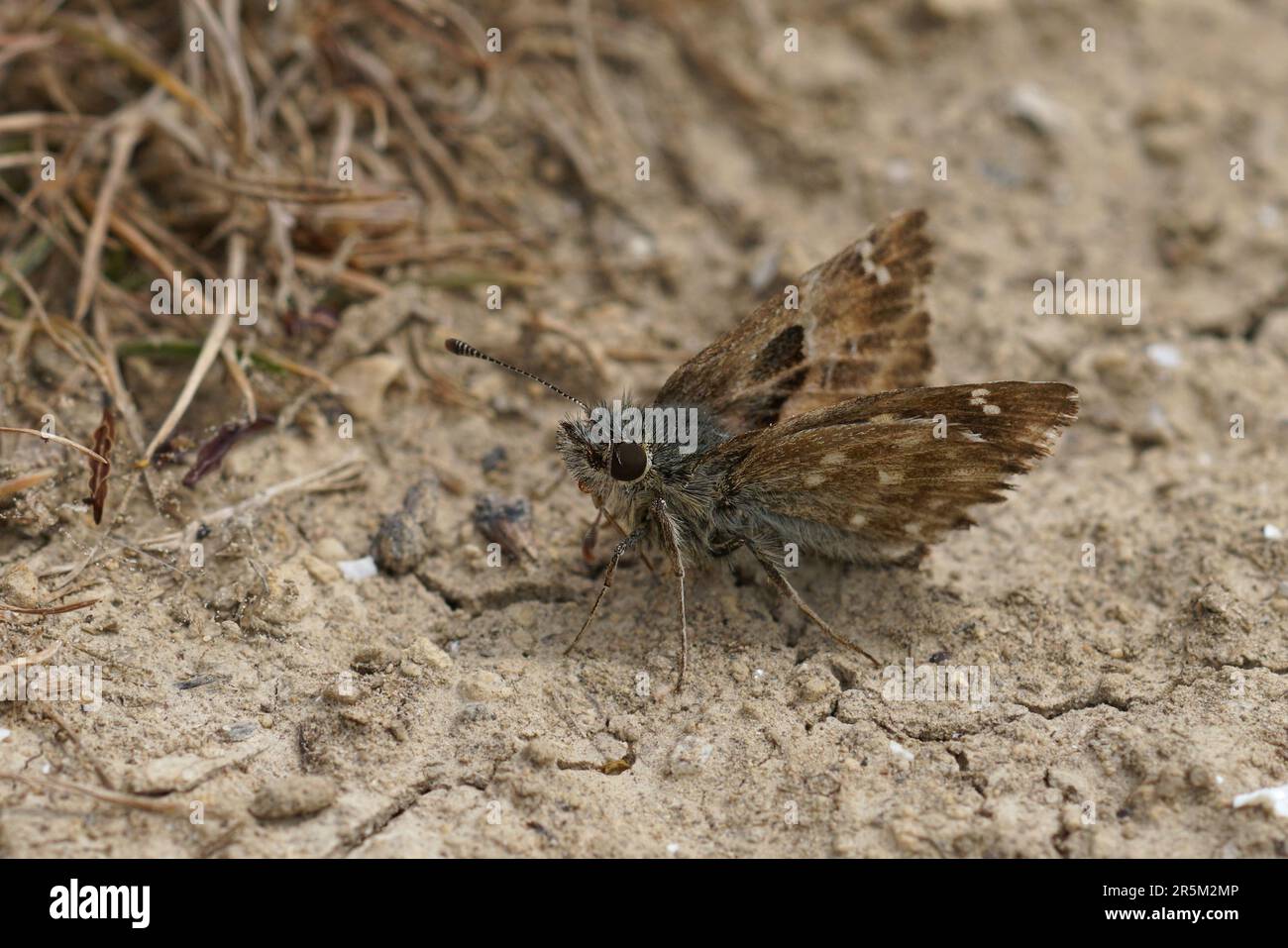 Natural closeup on a Mallow skipper butterfly, Carcharodus alceae sitting on the ground Stock Photo