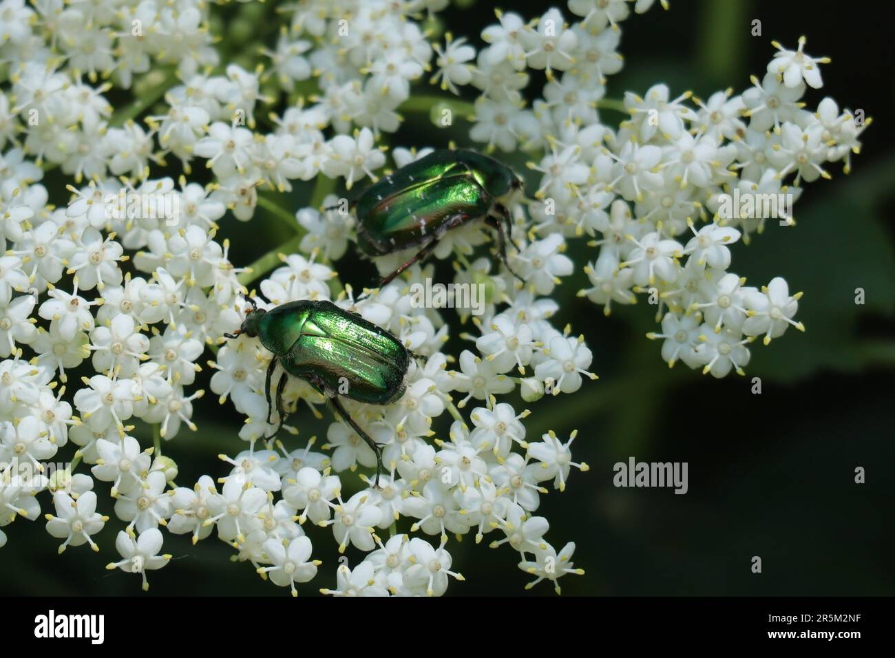 green Rose chafer on Elder in partial Shade Stock Photo