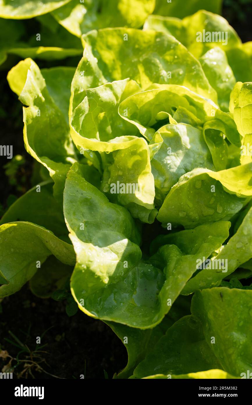 Lettuce Brighton (Winter Butterhead) U2013 Seeds | Garden