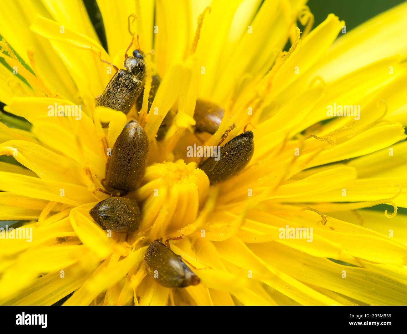 Buzzy Buddies Hi res Stock Photography And Images Alamy buzzy-buddies-hi-res-stock-photography-and-images-alamy