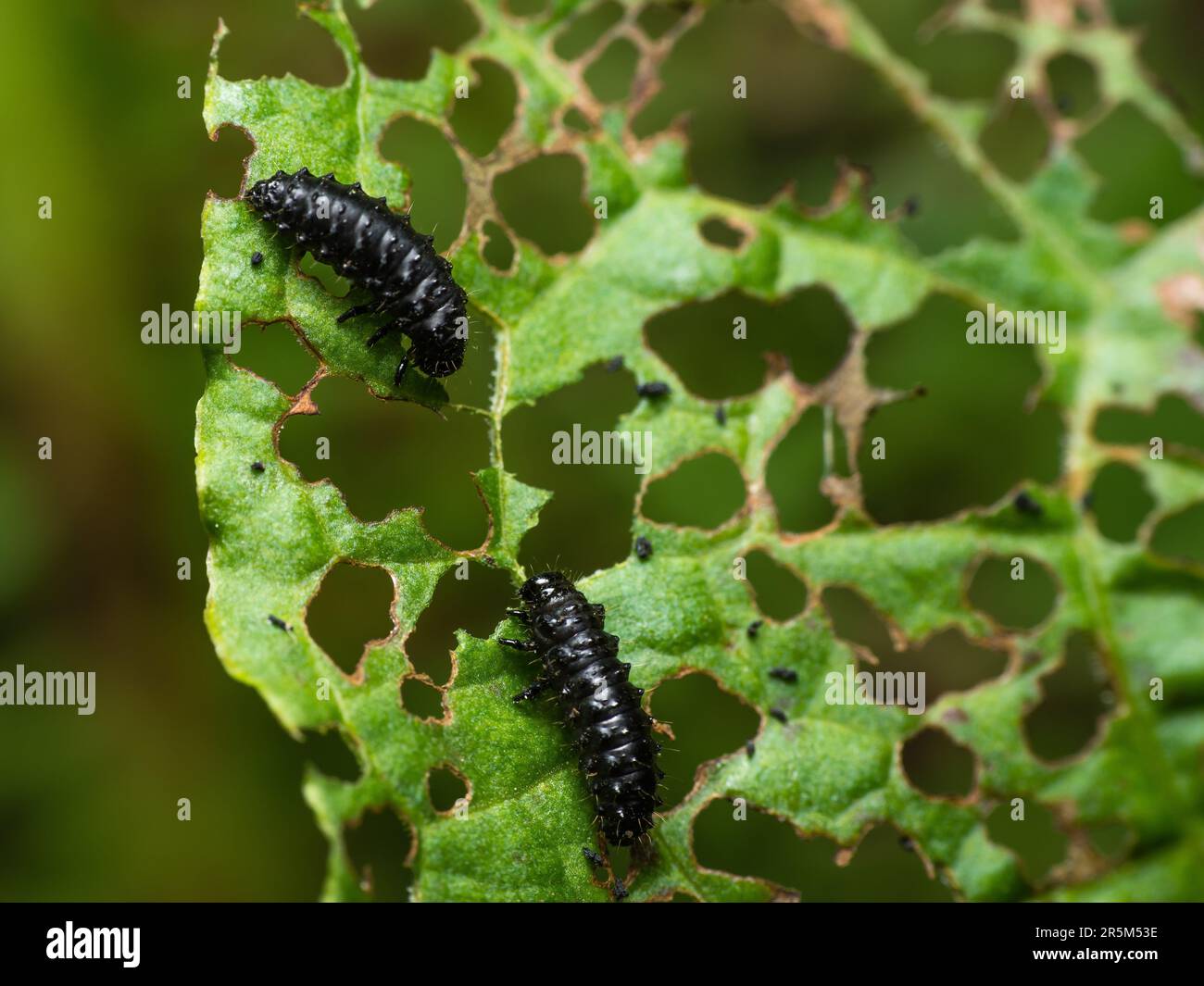 Curious caterpillars hi-res stock photography and images - Alamy