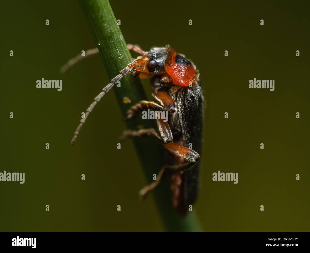 A Striking Encounter A Black and Red Beetle Clinging to a Plant Stem