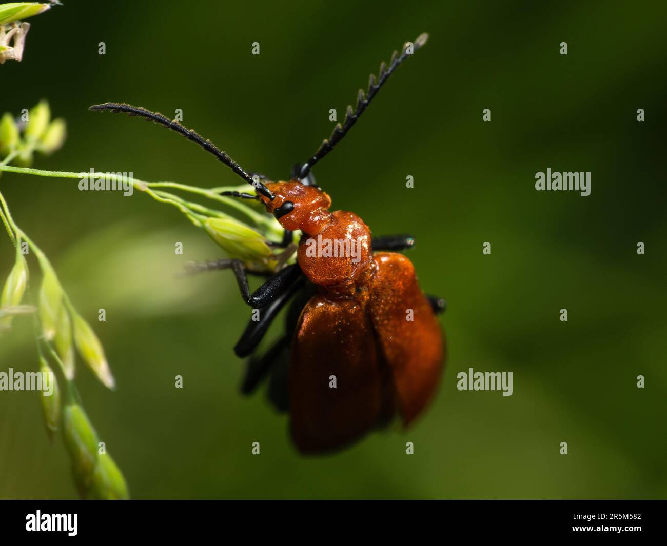 A Fascinating Encounter: A Vibrant Red Beetle with Long Antennae