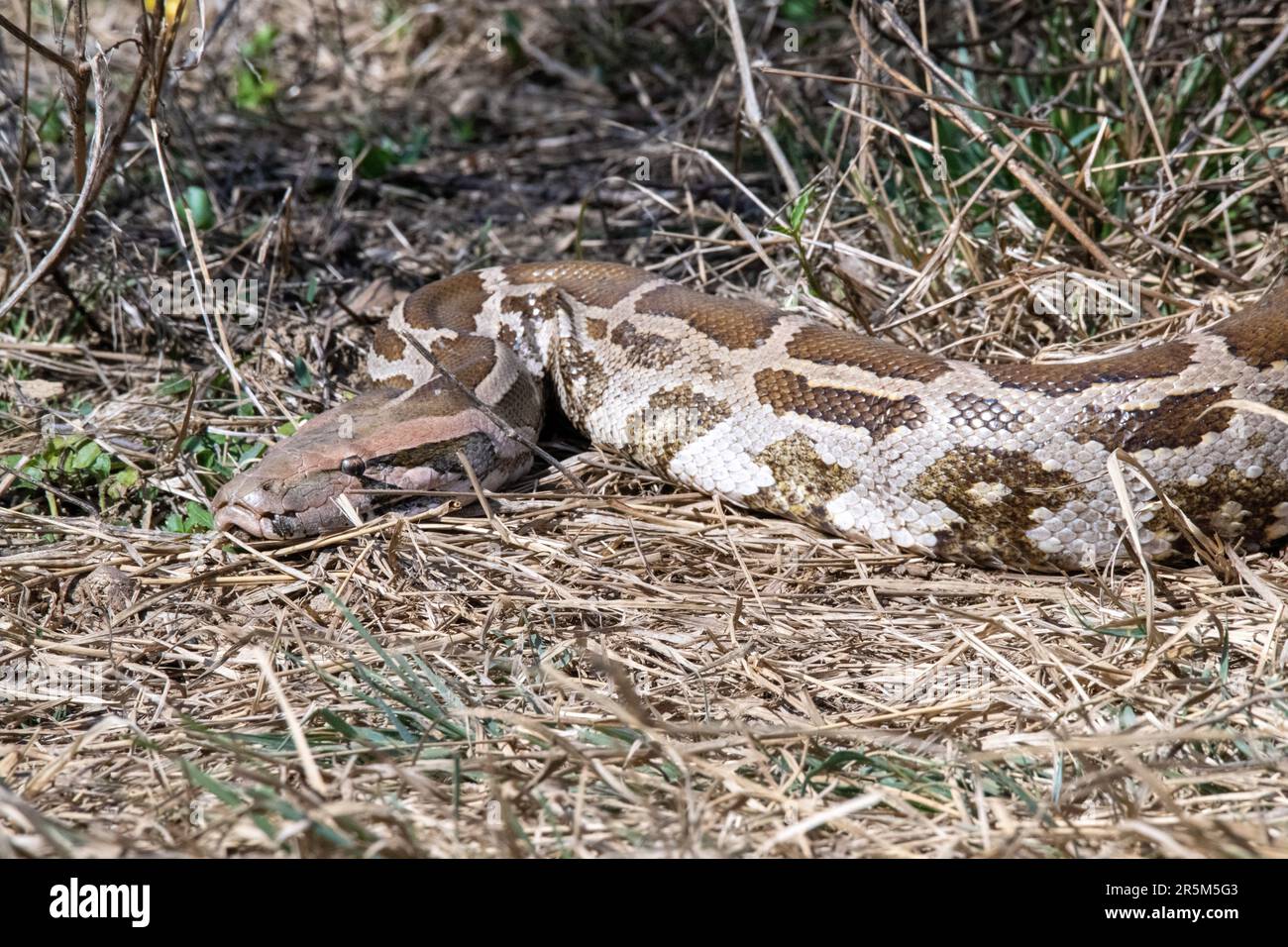 Indian Rock Python Python molurus Keoladeo National Park, Bharatpur ...