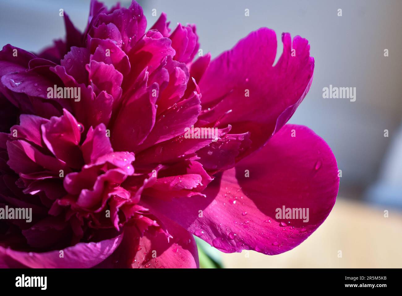 Fresh Peonies out of Garden Stock Photo