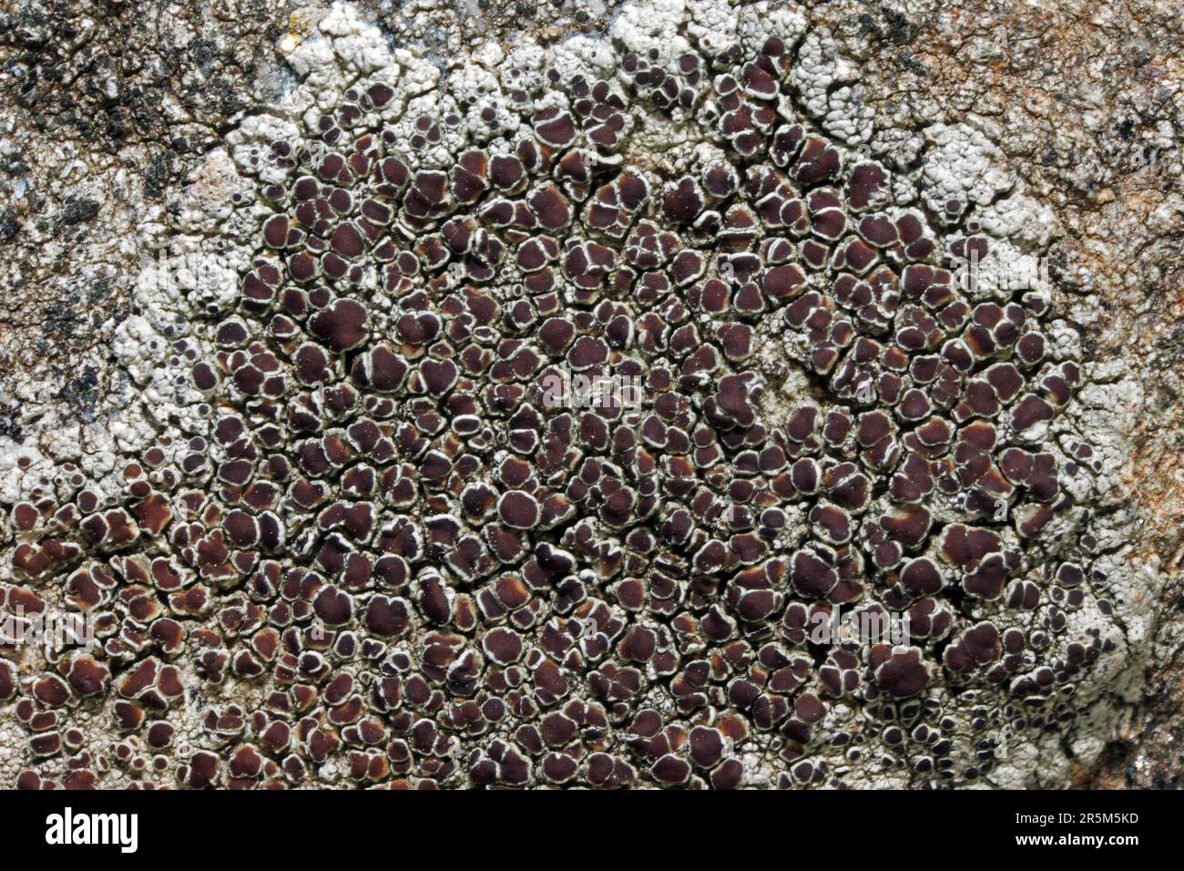 Lecanora campestris is a crustose lichen found on calcareous stone and walls, nutrient-enriched acidic rocks and asphalt. It is widespread in the UK. Stock Photo