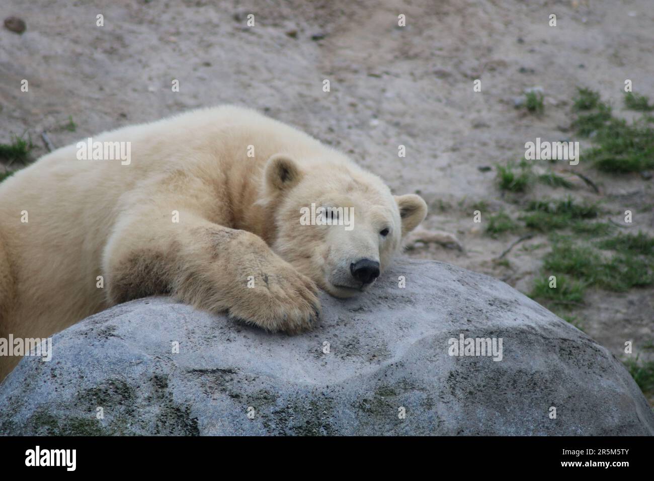 Polar bear Stock Photo