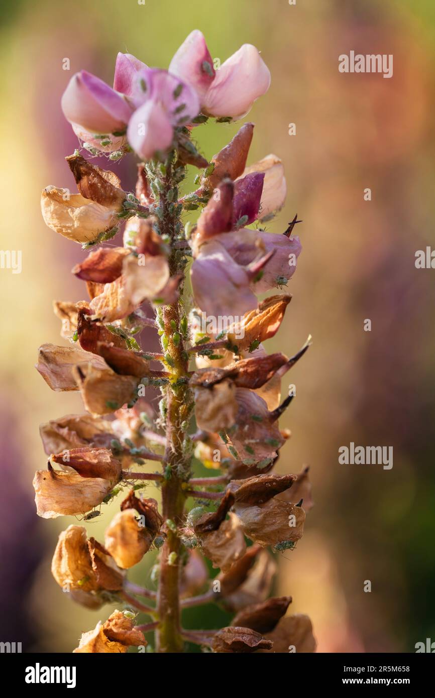 Lupin flower with many aphids Stock Photo Alamy