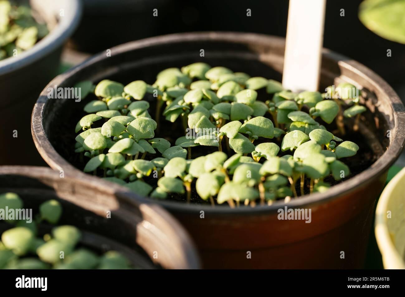 Lemon basil seedlings growing in a pot. Stock Photo