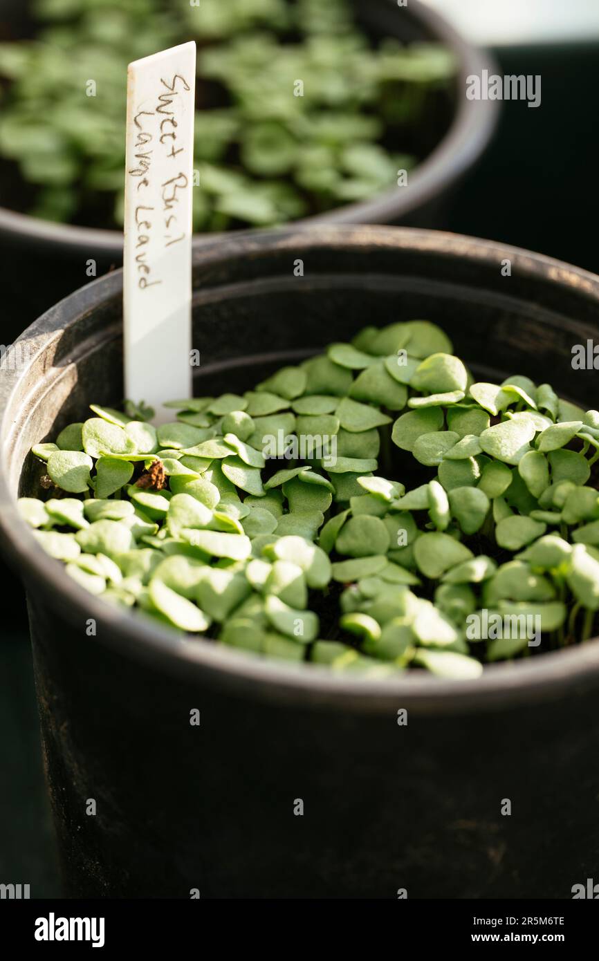 sweet basil seedlings growing in a pot Stock Photo Alamy