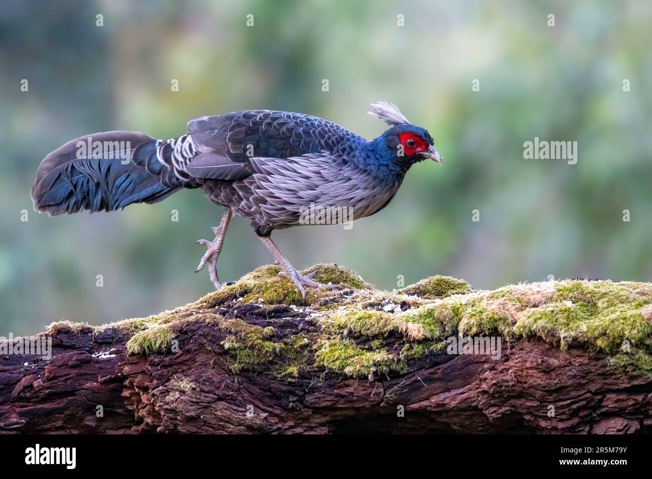 Kalij Pheasant Lophura leucomelanos Prabhu's Bird Photography Hide, Nanital, Nainital County, Uttarakhand, India 28 February 2023        Adult Male Stock Photo