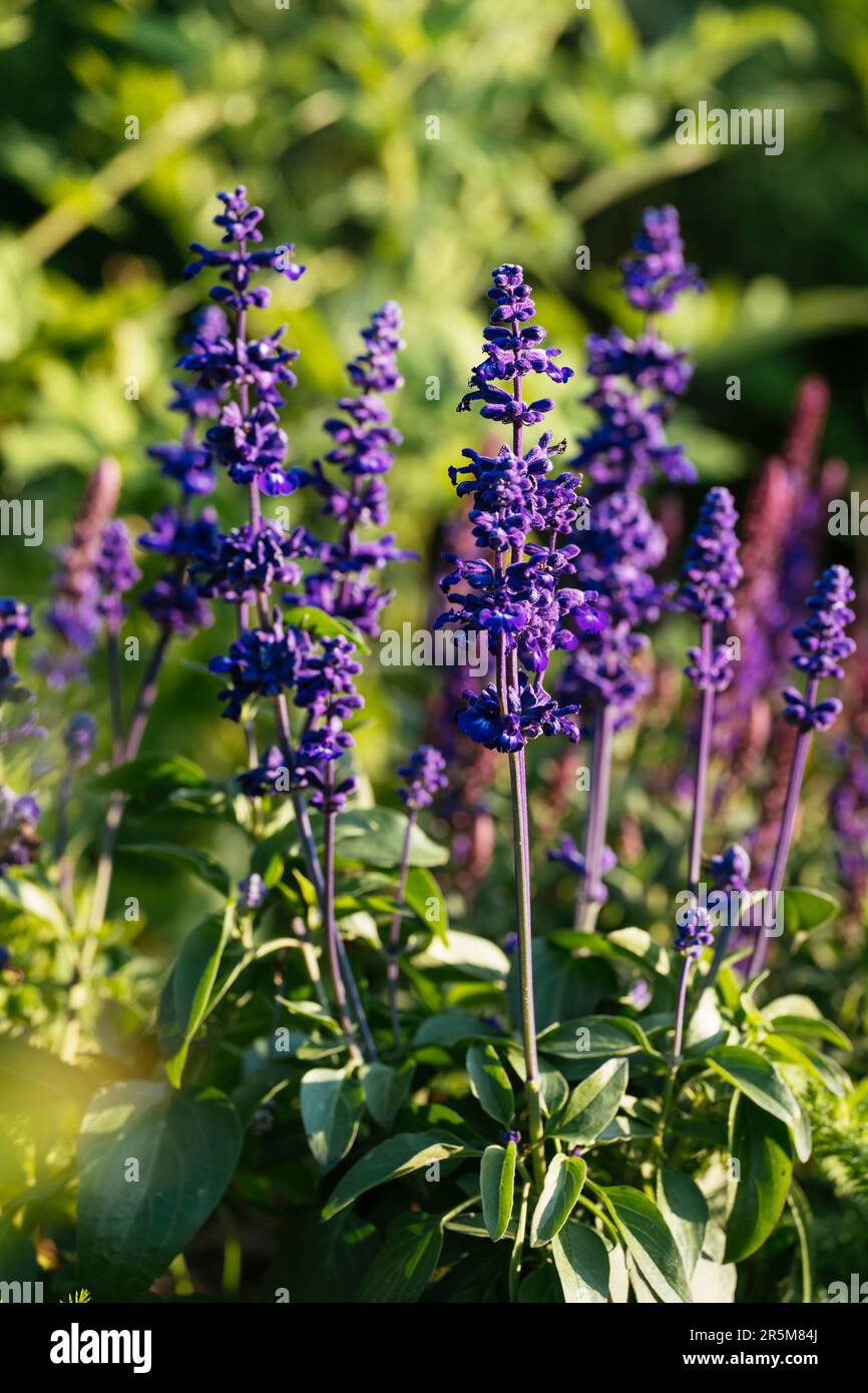 Salvia farinacea with purple blossom in a garden. Stock Photo