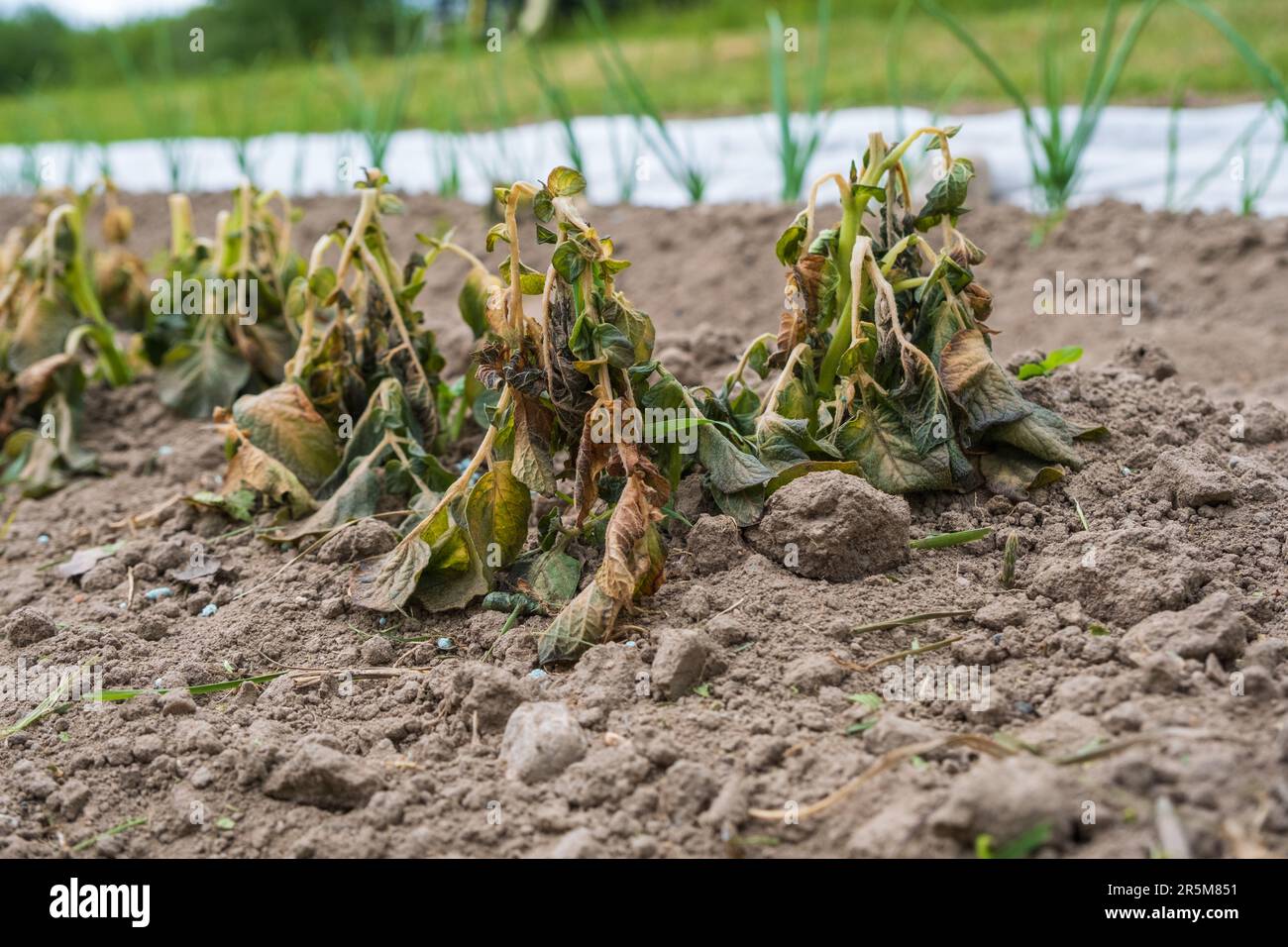 Potato plants damaged by the frost. Early potato plants showing signs